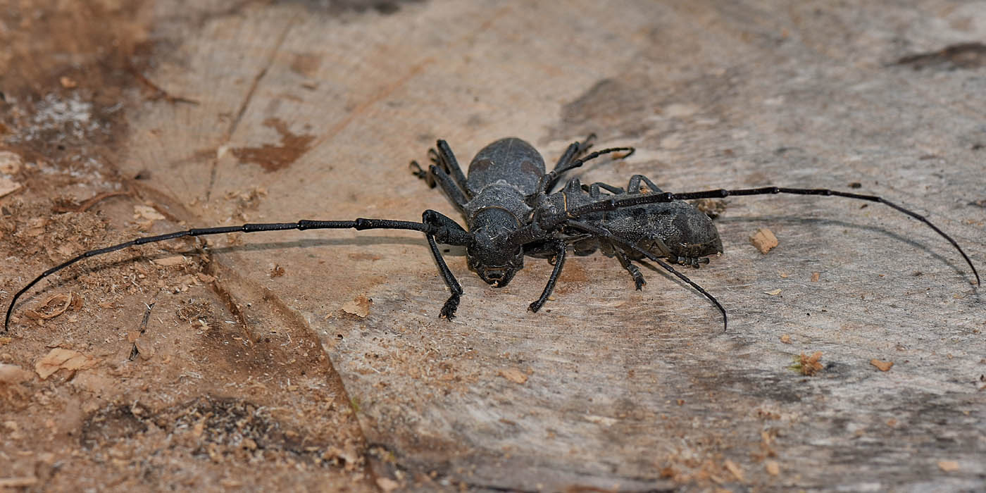 Cerambycidae: Morimus asper? S.